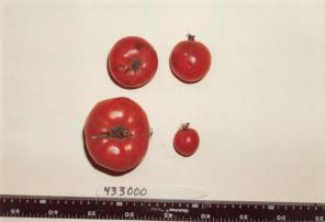 Click for 1 image(s) for this accession. FRUIT